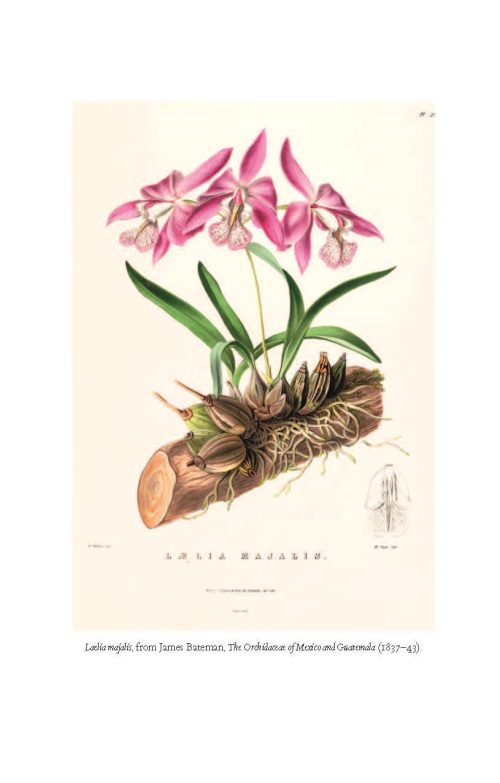Orchid - Image 4