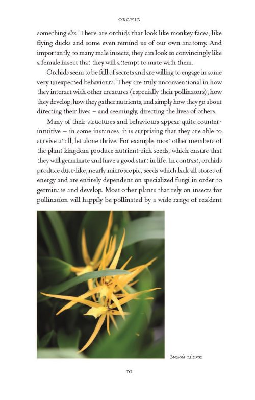 Orchid - Image 3