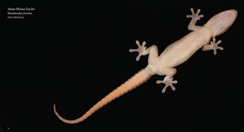 Reptiles - Image 5