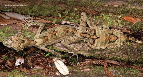 Reptiles - Image 3