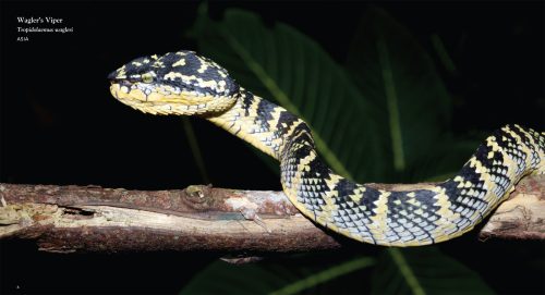 Reptiles - Image 2