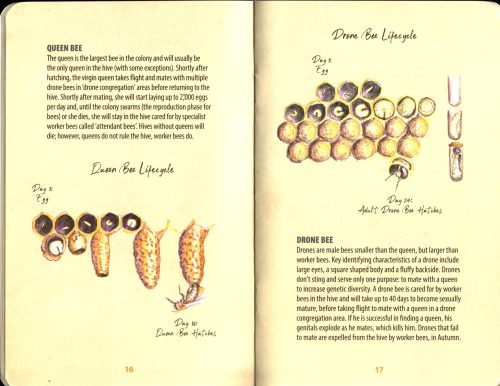 Little Book of Beekeeping:  Book One, Getting Started - Image 2