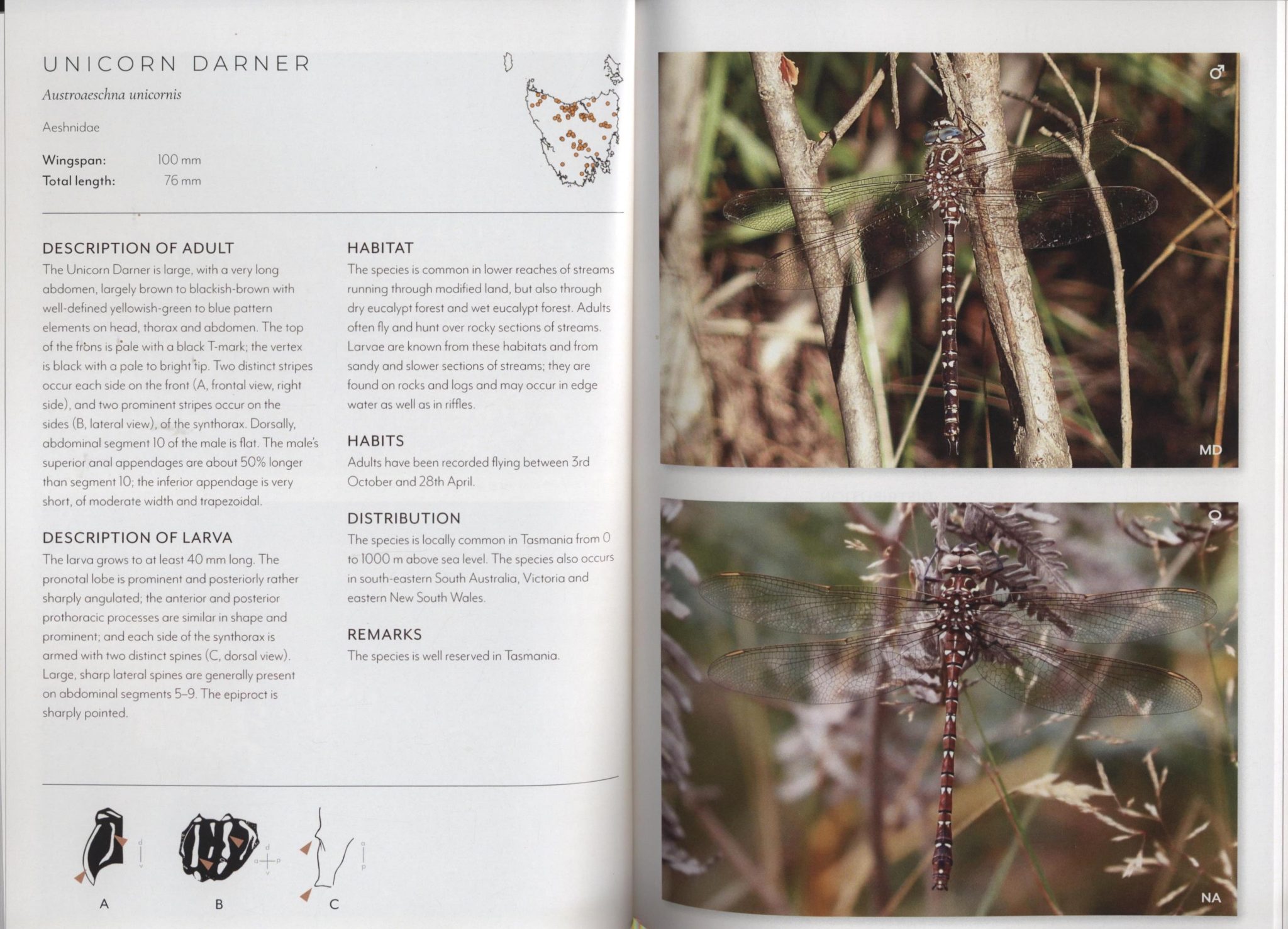 Dragonflies and Damselflies of Tasmania - Nokomis