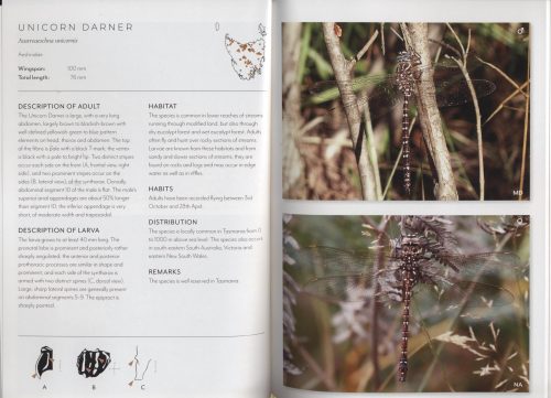 Dragonflies and Damselflies of Tasmania - Image 2