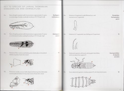 Dragonflies and Damselflies of Tasmania - Image 4