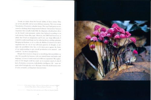 Entangled Life:  How Fungi Make Our Worlds (The Illustrated Edition) - Image 6