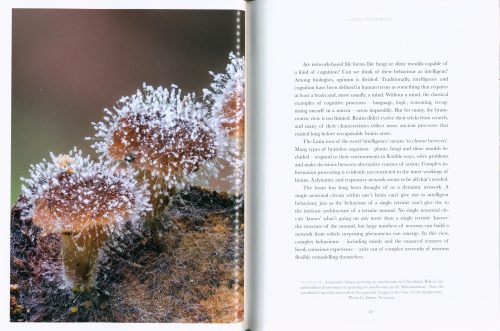 Entangled Life:  How Fungi Make Our Worlds (The Illustrated Edition) - Image 7