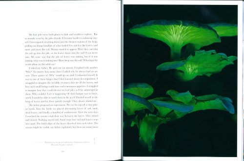 Entangled Life:  How Fungi Make Our Worlds (The Illustrated Edition) - Image 8