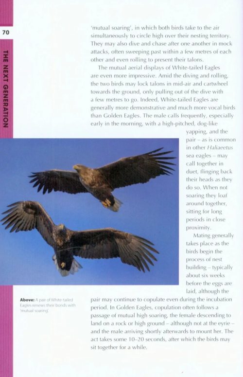 RSPB Spotlight: Eagles - Image 3