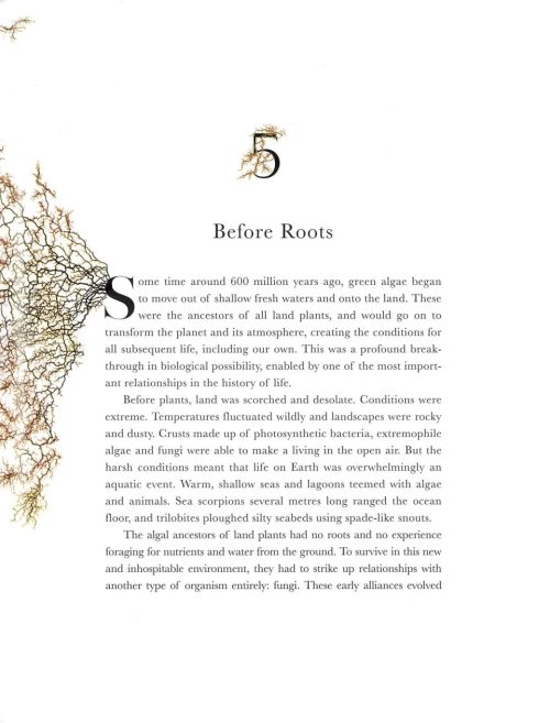 Entangled Life:  How Fungi Make Our Worlds (The Illustrated Edition) - Image 3