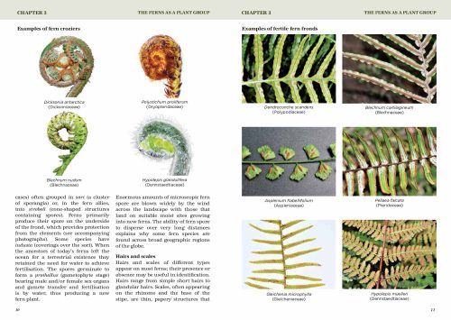 South Coast Ferns:  A Complete Guide to the Ferns and Fern Allies of the NSW South Coast - Image 5