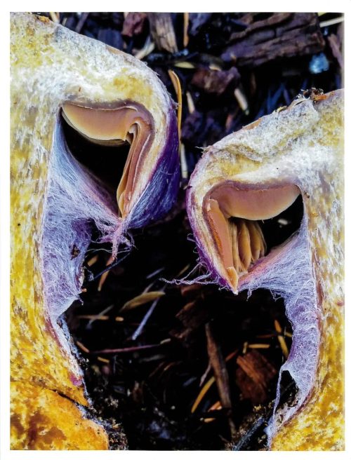 Entangled Life:  How Fungi Make Our Worlds (The Illustrated Edition) - Image 5