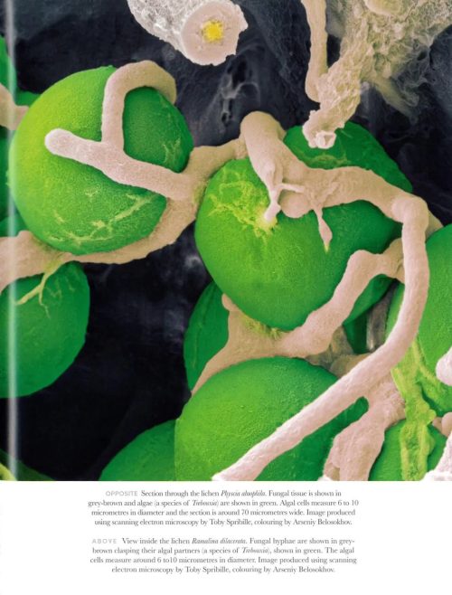 Entangled Life:  How Fungi Make Our Worlds (The Illustrated Edition) - Image 4