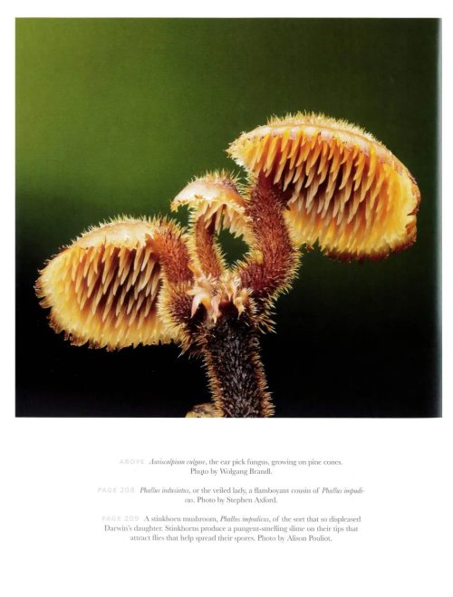 Entangled Life:  How Fungi Make Our Worlds (The Illustrated Edition) - Image 2