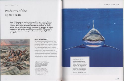 The Lives of Sharks: A Natural History of Shark Life - Image 6