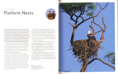 Avian Architecture:  How Birds Design, Engineer, and Build (Second Edition) - Image 6
