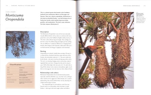 Avian Architecture:  How Birds Design, Engineer, and Build (Second Edition) - Image 8