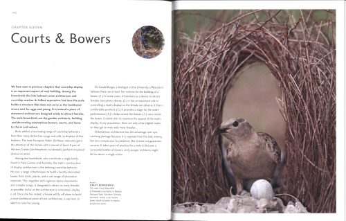 Avian Architecture:  How Birds Design, Engineer, and Build (Second Edition) - Image 9