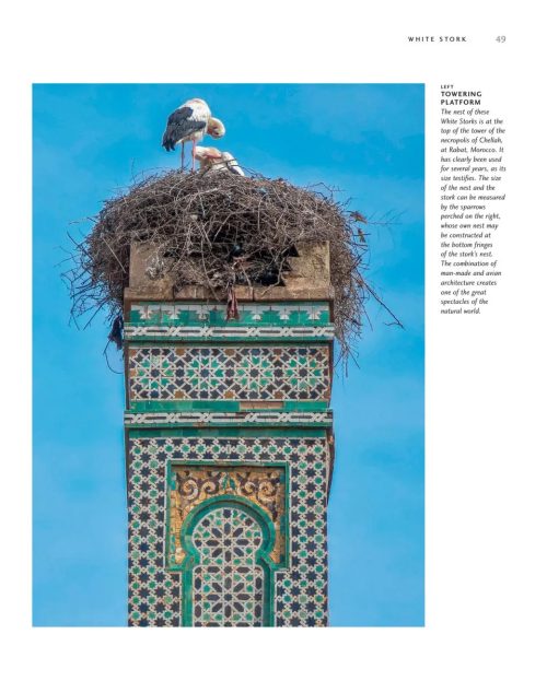 Avian Architecture:  How Birds Design, Engineer, and Build (Second Edition) - Image 4