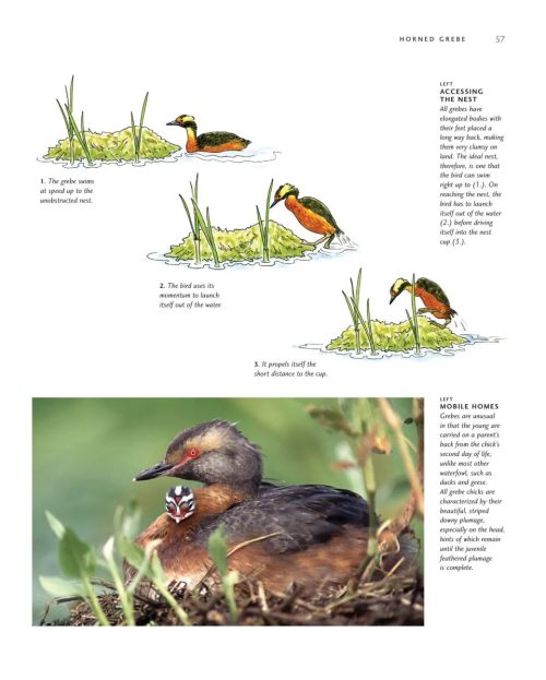 Avian Architecture:  How Birds Design, Engineer, and Build (Second Edition) - Image 3