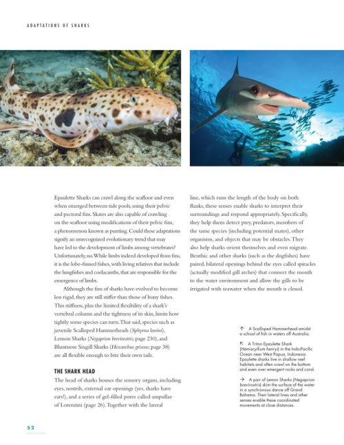 The Lives of Sharks: A Natural History of Shark Life - Image 4