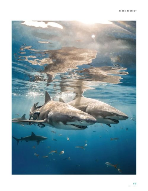 The Lives of Sharks: A Natural History of Shark Life - Image 3