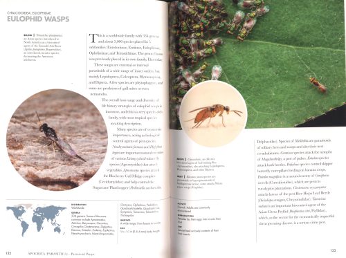 Wasps of the World: A Guide to Every Family - Image 3