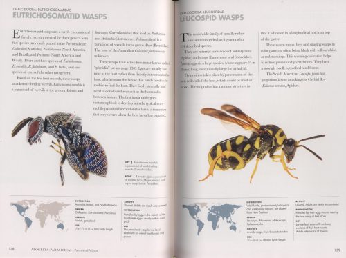 Wasps of the World: A Guide to Every Family - Image 4