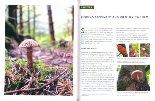Drawing and Painting Fungi: An Artists Guide to Finding and Illustrating Mushrooms and Lichens - Image 2