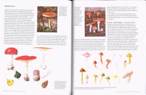 Drawing and Painting Fungi: An Artists Guide to Finding and Illustrating Mushrooms and Lichens - Image 4