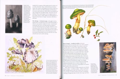Drawing and Painting Fungi: An Artists Guide to Finding and Illustrating Mushrooms and Lichens - Image 5