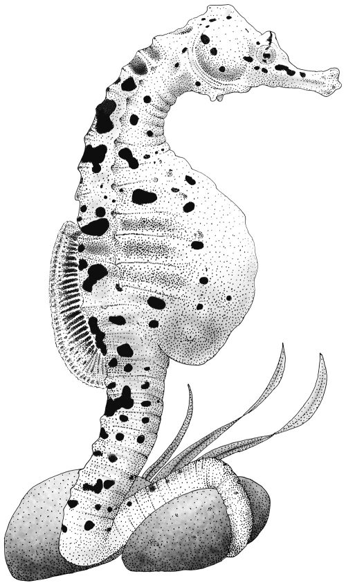 The Curious World of Seahorses: The Life and Lore of a Marine Marvel - Image 4