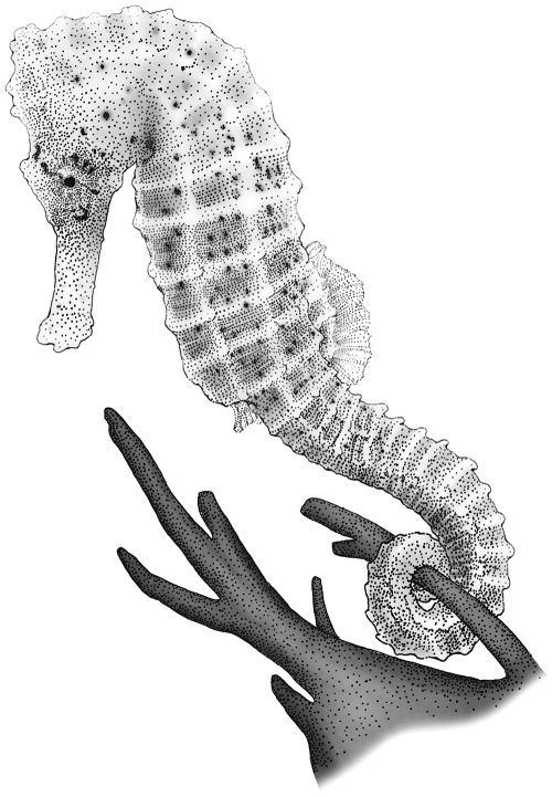 The Curious World of Seahorses: The Life and Lore of a Marine Marvel - Image 5