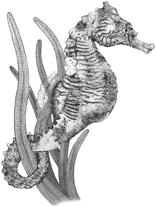 The Curious World of Seahorses: The Life and Lore of a Marine Marvel - Image 3