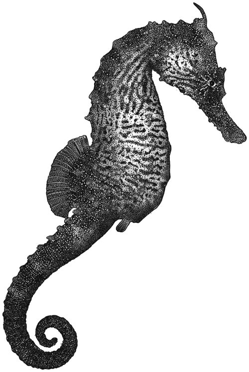 The Curious World of Seahorses: The Life and Lore of a Marine Marvel - Image 2