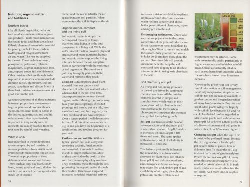 Kitchen Garden: A Beginner's Guide - Image 3