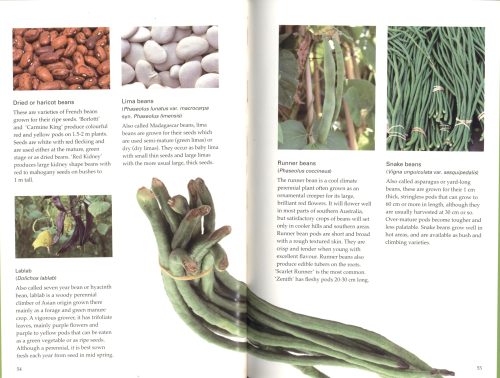 Kitchen Garden: A Beginner's Guide - Image 4