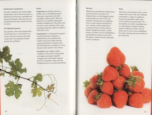 Kitchen Garden: A Beginner's Guide - Image 6