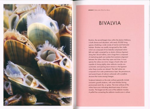 Shells of the World: A Natural History - Image 2