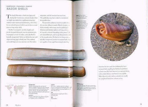Shells of the World: A Natural History - Image 3