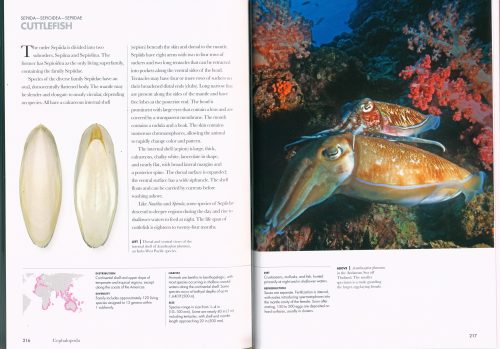 Shells of the World: A Natural History - Image 4