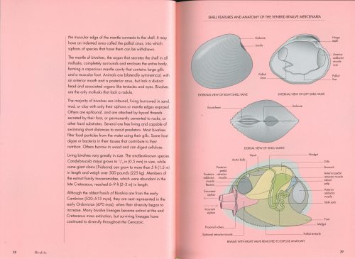 Shells of the World: A Natural History - Image 5