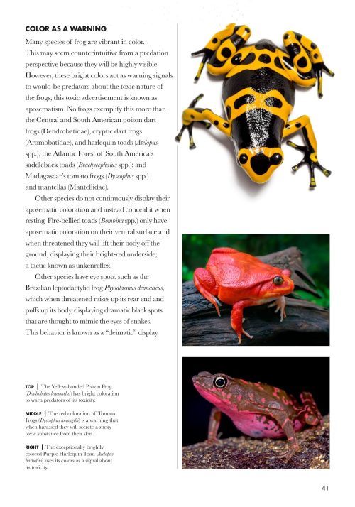 Frogs of the World: A Guide to Every Family - Image 4