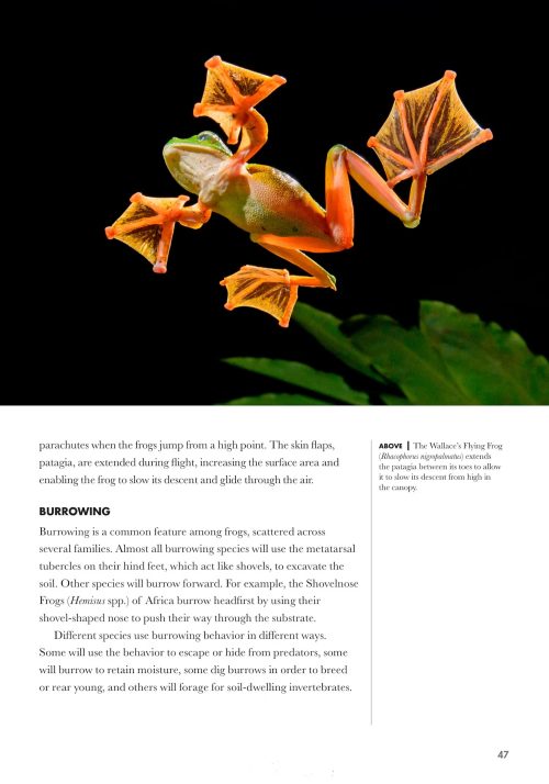Frogs of the World: A Guide to Every Family - Image 5