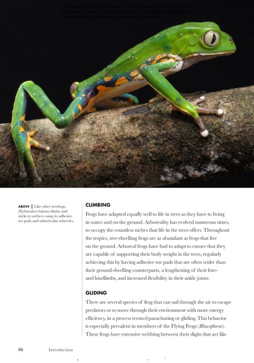 Frogs of the World: A Guide to Every Family - Image 3