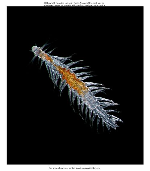Plankton: A Worldwide Guide - Image 4