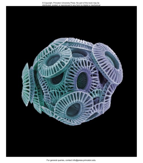 Plankton: A Worldwide Guide - Image 6