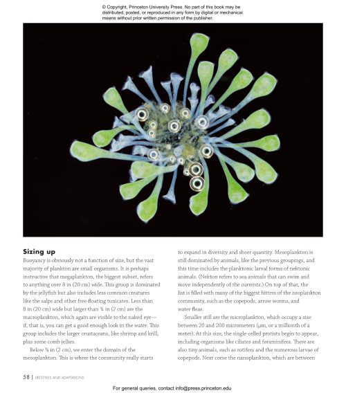 Plankton: A Worldwide Guide - Image 8