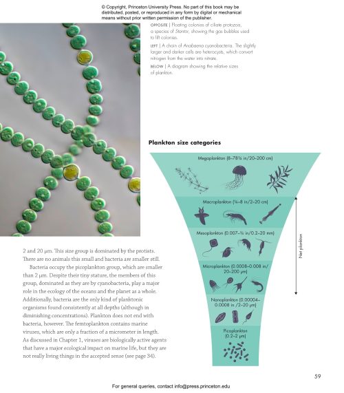 Plankton: A Worldwide Guide - Image 7