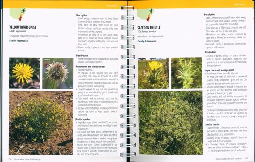 Pasture 'Weeds' of the NSW Tablelands - Image 3